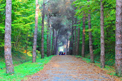 Rear view of people walking on footpath amidst trees in forest