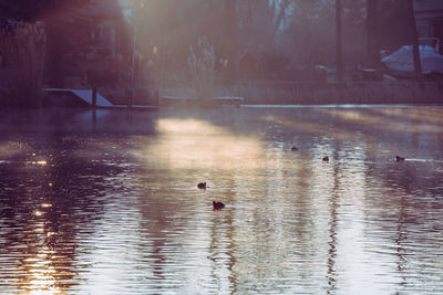 Swans swimming in lake