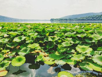 Water lily in lake against sky