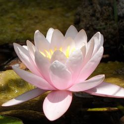 Close-up of lotus water lily in pond