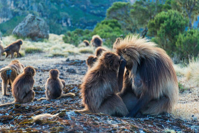 Gelada monkeys grooming in ethiopia