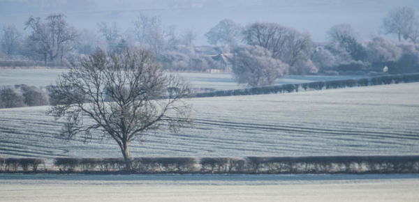 Bare trees on snow covered landscape