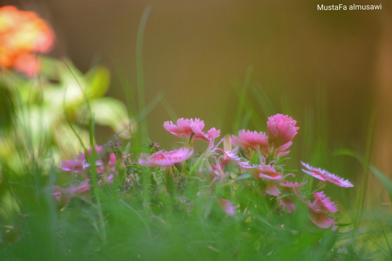 flower, freshness, growth, plant, fragility, focus on foreground, beauty in nature, close-up, nature, petal, pink color, selective focus, blooming, green color, stem, bud, leaf, flower head, outdoors, no people