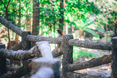 Close-up of lizard on tree trunk in forest