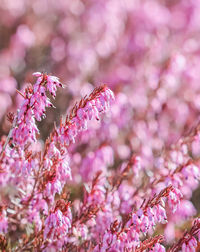 Close-up of pink flowering plant