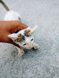 High angle view of kitten on hand