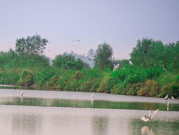 Bird flying over lake against sky