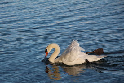 Swan swimming in lake