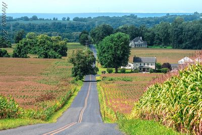 Road amidst agricultural field