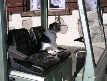 Dog sitting on seat in car