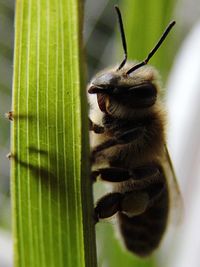 Close-up of insect