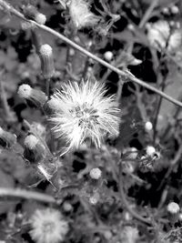 Close-up of dandelion