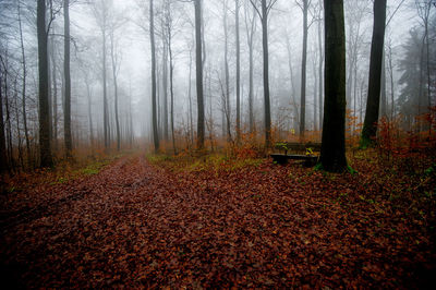 Road amidst trees in forest during autumn