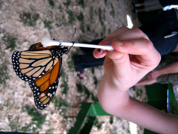 Midsection of woman holding butterfly