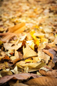 Close-up of yellow maple leaves