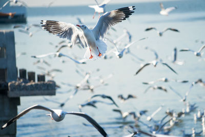 Close-up of seagulls flying over sea