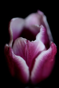 Close-up of pink rose flower against black background