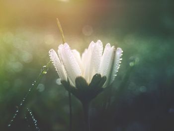 Close-up of flower against blurred background