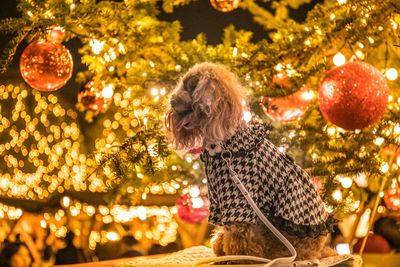 Dog by christmas tree at night