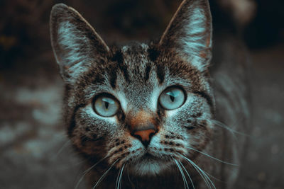 Close-up portrait of tabby cat