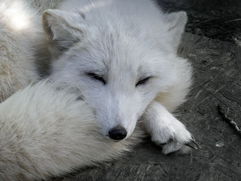 High angle view of dog resting