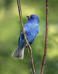 Close-up of bird perching on branch