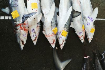 Directly above view of dead sharks for sale