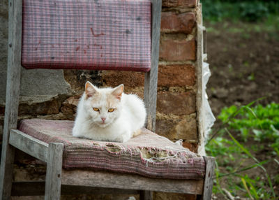 Portrait of cat sitting on seat