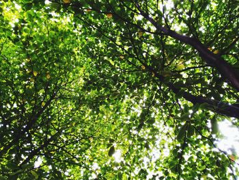 Low angle view of tree