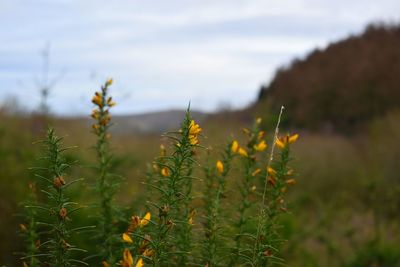 Close-up of yellow flowering plant on field against sky