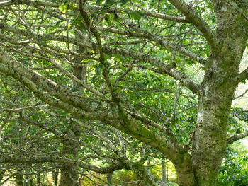 Trees in forest