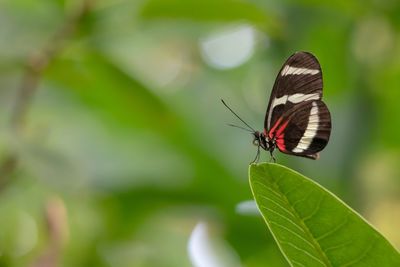 Close-up of butterfly on leaf