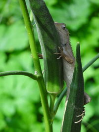 Close-up of lizard on okra crop