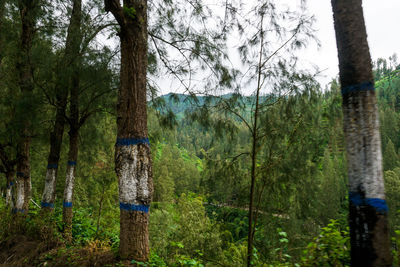 Trees in forest