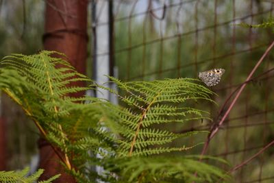 Close-up of green leaf by fence with butterfly 