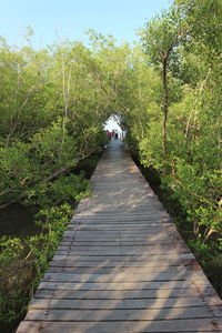 Narrow footpath amidst trees against sky