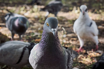 Close-up of pigeons on field