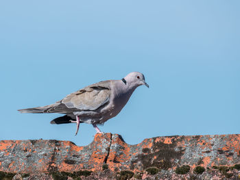 Low angle view of seagull perching on wall