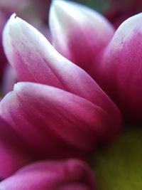 Close-up of pink flower