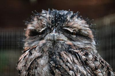 Tawny frogmouth close-up