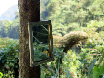 Close-up of hanging on tree trunk in forest