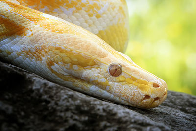 Close-up of burmese python on rock