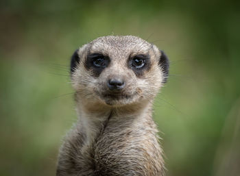 Close-up portrait of an animal