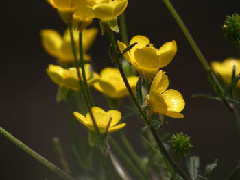 Close-up of yellow flowering plant