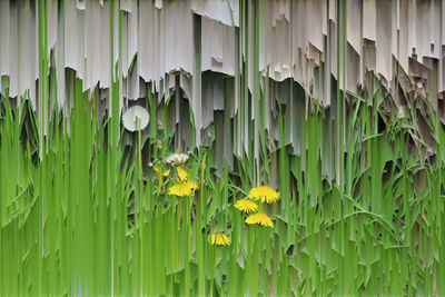 Close-up of yellow flowering plants