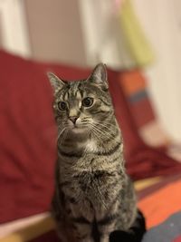 Portrait of tabby cat at home