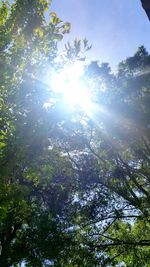 Low angle view of sunlight streaming through trees in forest