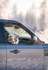 Dog sitting in car