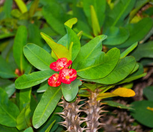 High angle view of plant growing outdoors
