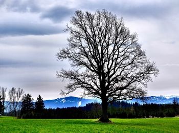 Single tree on grassy field against cloudy sky